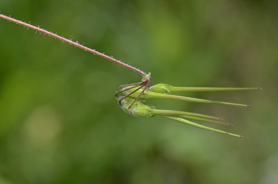 Erodium cicutarium / Becco di Gr comune